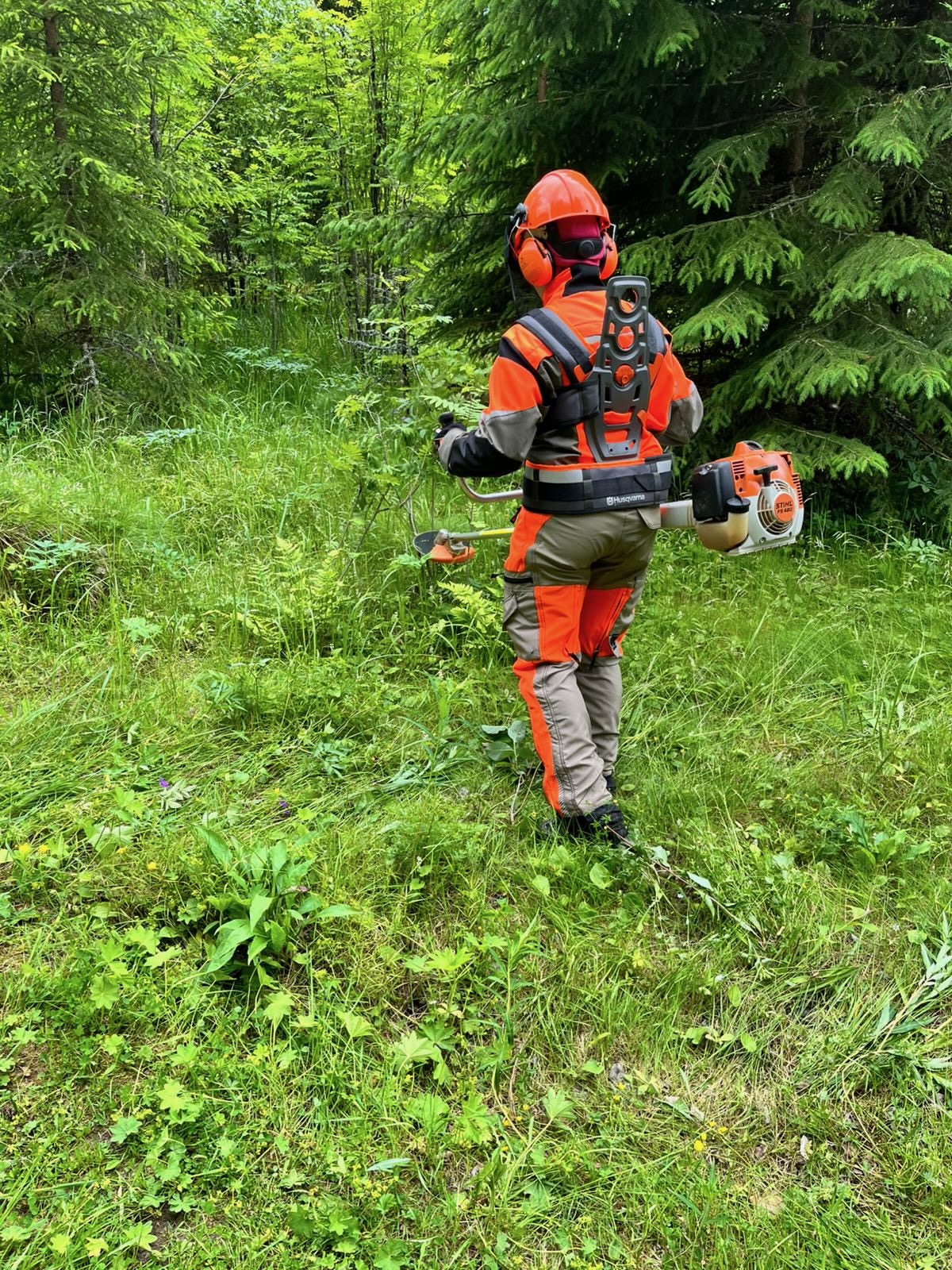Nuoren metsän hoito