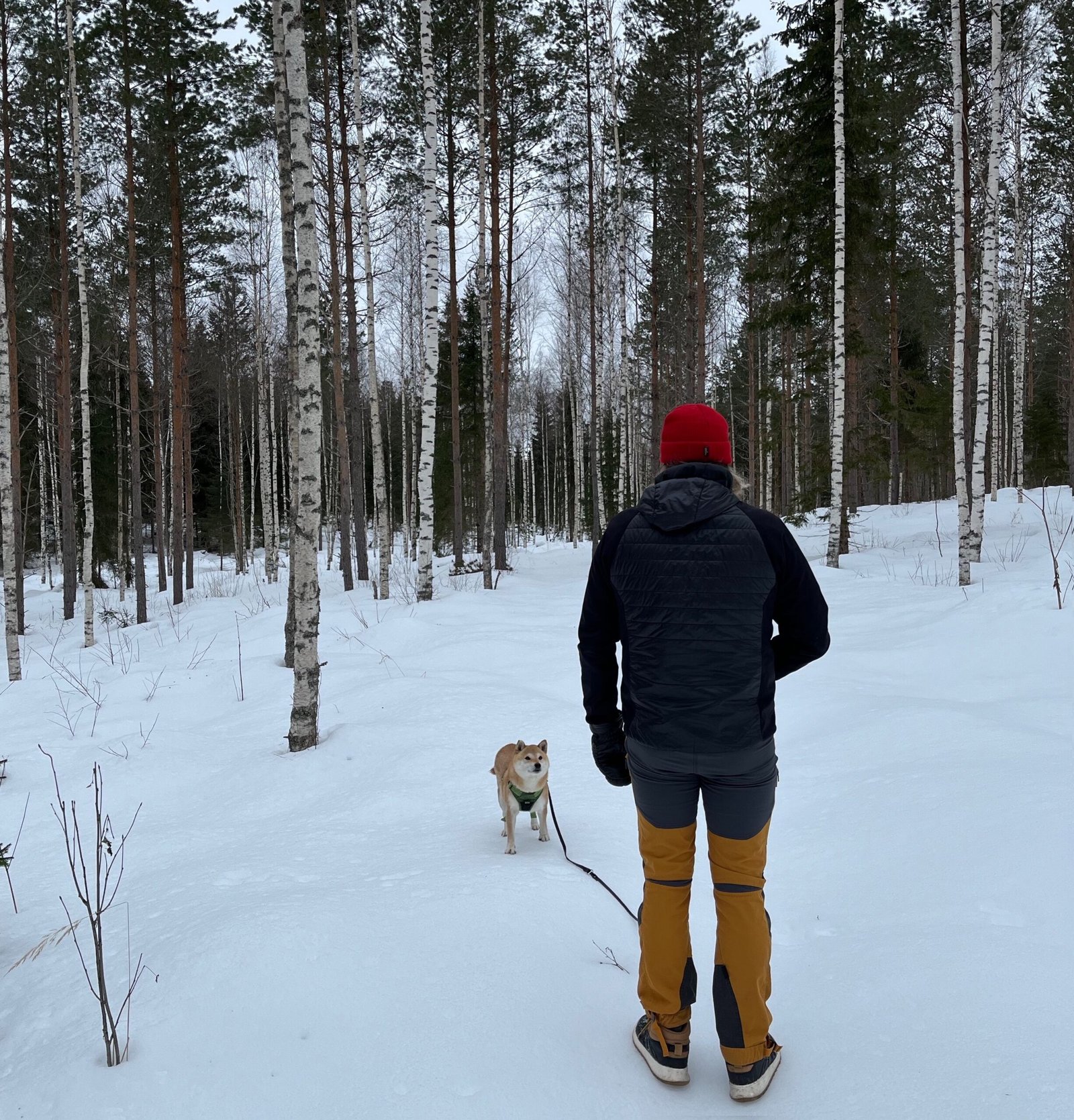 Metsätilan sukupolvenvaihdos – suunnittelu ja verotus