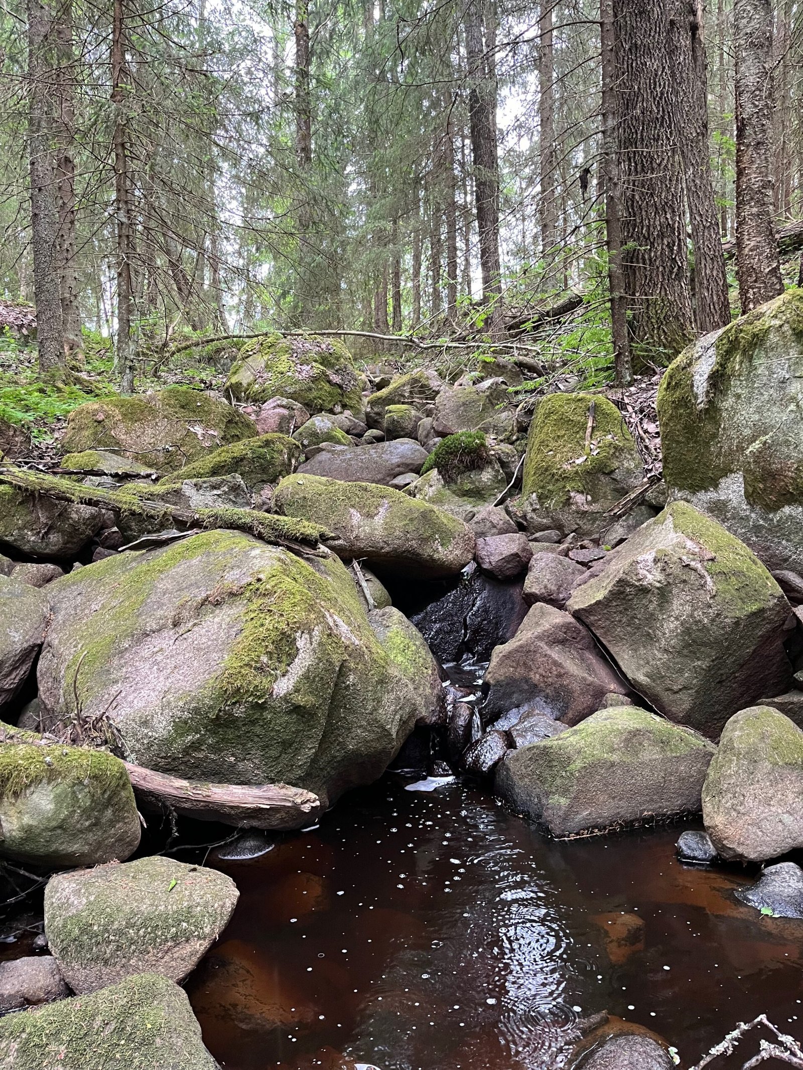 Matkalla metsänomistajaksi